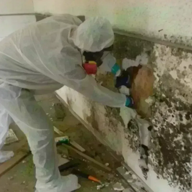 Mold Remediation and Removal in Tunica, MS